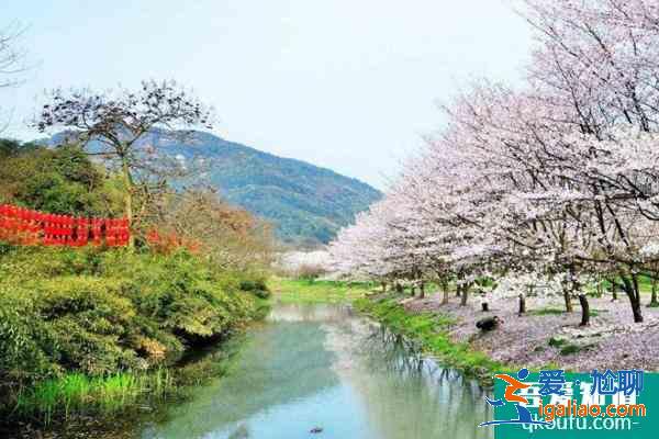 绍兴宛委山樱花什么时候开2021 附交通指南？