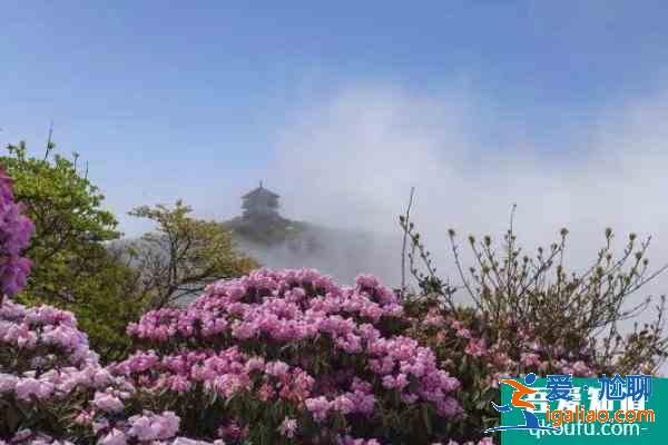 2021重庆五一赏花旅游去哪好？