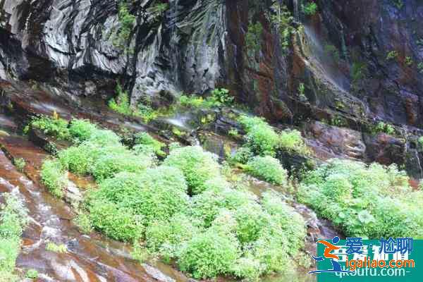 2021长白望天鹅风景区恢复营业时间？