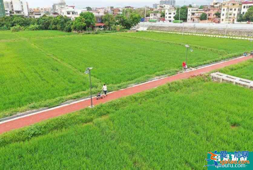 茶山上元稻田公园好玩吗 好停车吗？