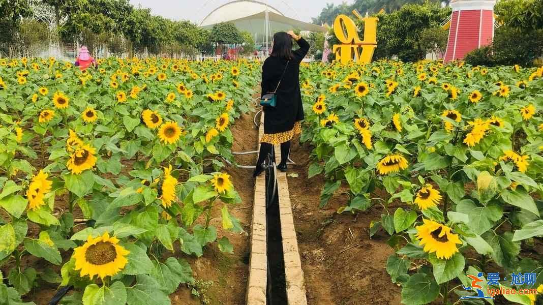 端午节广州周边游推荐，2019端午节去广州周边有什么好玩的？