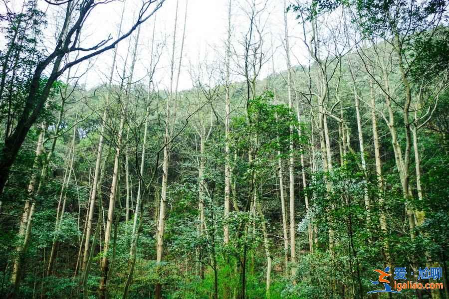 杭州九溪十八涧怎么去，杭州九溪烟树在哪里，九溪十八涧交通路线？