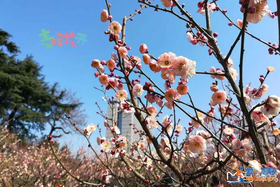 南京哪里赏花好，南京赏花好去处，南京赏花地点有哪些？
