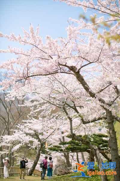 北海道樱花多久开？北海道哪里能赏樱？北海道赏樱好去处推荐？