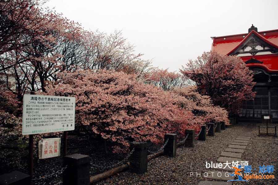 北海道樱花多久开？北海道哪里能赏樱？北海道赏樱好去处推荐？