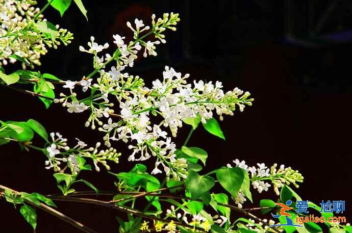 【北京赏花时间+地点】3？