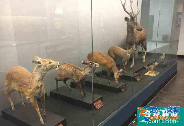 昆明动物博物馆加强疫情防控 参观需要提前预约？