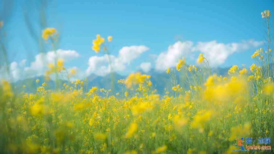 青海湖一日游去哪里，青海湖一日游怎么玩，青海湖一日游攻略？