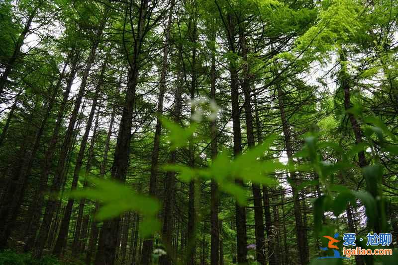 北京怎么去雾灵山，2019端午节去雾灵山好吗？