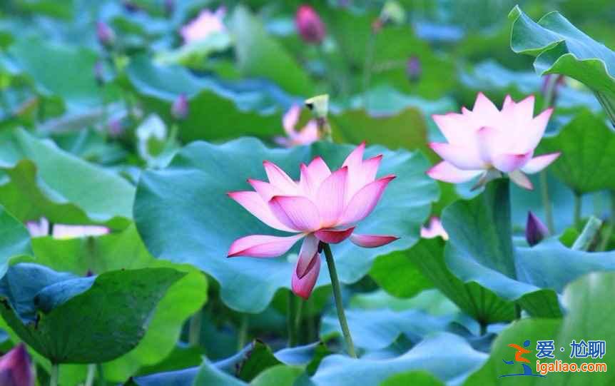 桥头荷花节什么时候开始，2018桥头荷花节时间？