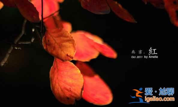 中国最美的四大秋色观赏地，已沦陷！？
