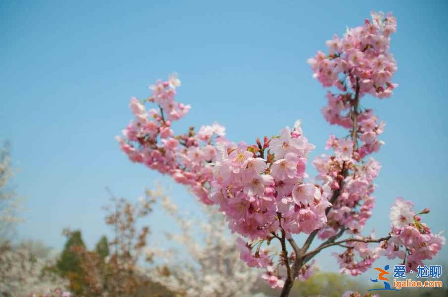 【中国赏樱花的地方】2017中国各地樱花花期预测？