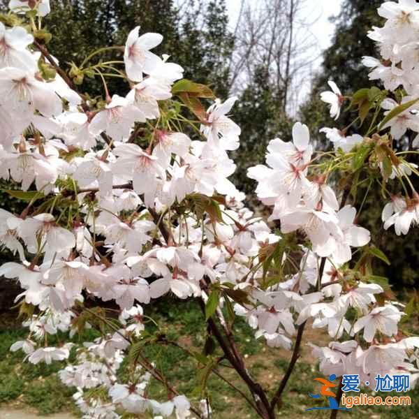 【中国赏樱花的地方】2017中国各地樱花花期预测？