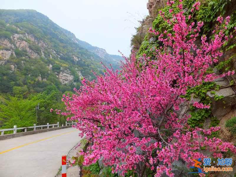 无锡赏花时间表，从春美到冬？