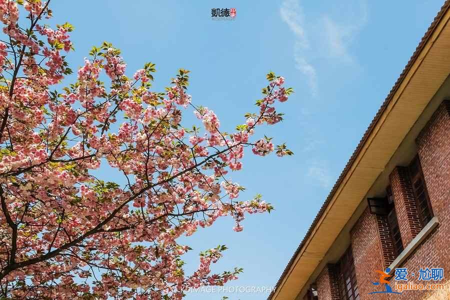 贵州樱花在哪里，贵阳哪里看樱花？
