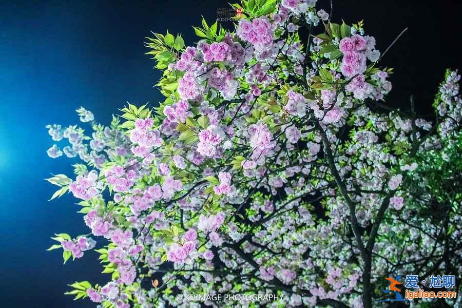 贵州樱花在哪里，贵阳哪里看樱花？