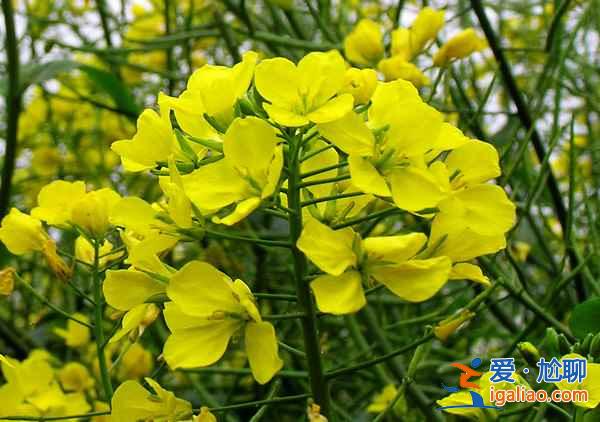 【2018罗平油菜花节】2018罗平油菜花什么时候开，2018罗平油菜花花期？