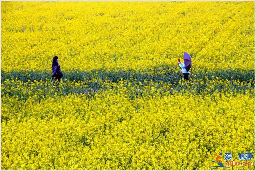 上海奉贤油菜花地址，2018奉贤油菜花时间、门票及交通指南？
