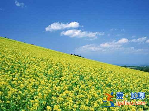 上海奉贤油菜花地址，2018奉贤油菜花时间、门票及交通指南？