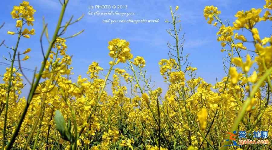 上海奉贤油菜花地址，2018奉贤油菜花时间、门票及交通指南？