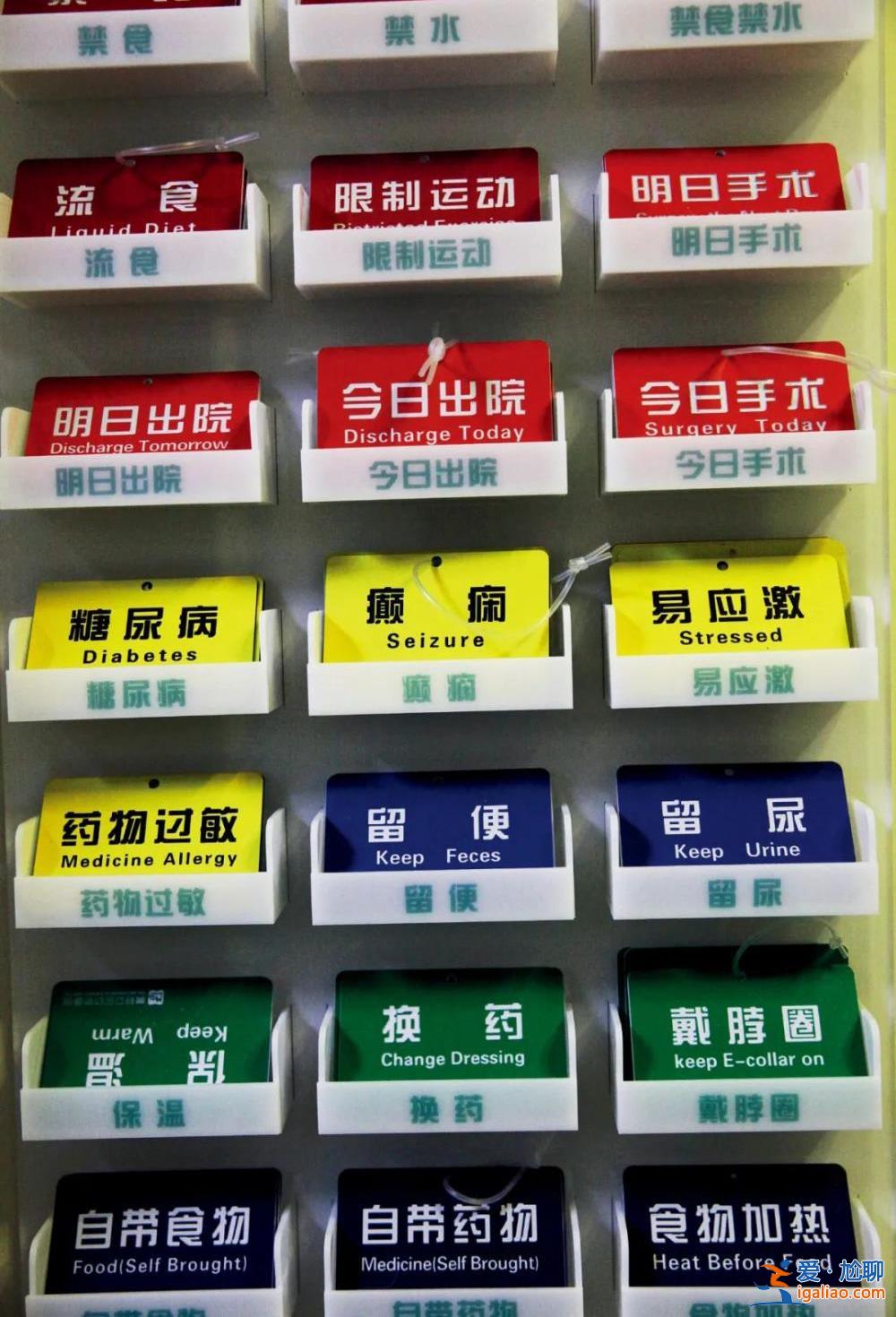 因为看病贵 他们放弃了自己的宠物？