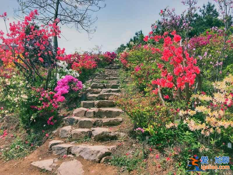 桂林赏花好去处，桂林有哪些赏花的地方，桂林赏花攻略？