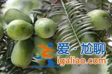 香榧怎么吃？
