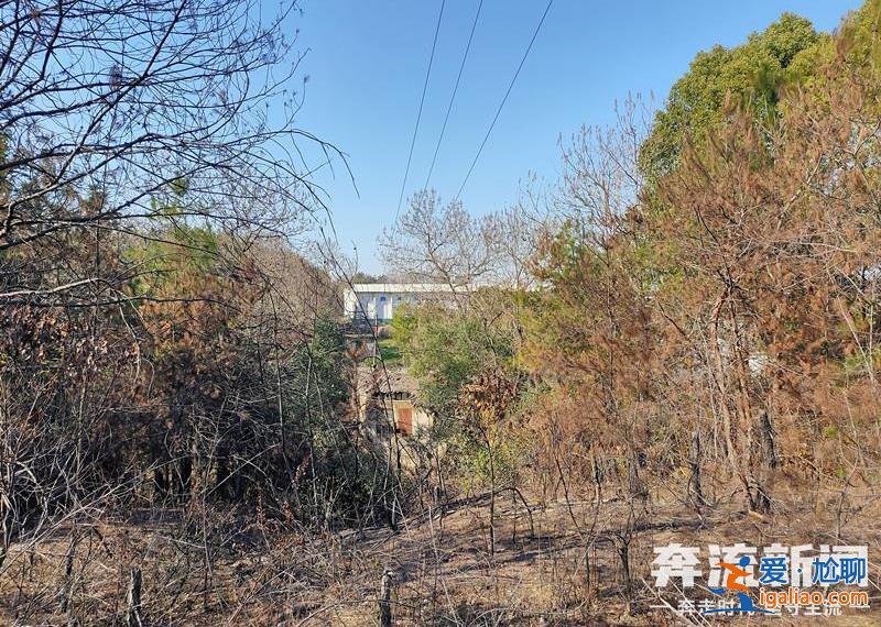 胡鑫宇遗体发现地距森林公安局150米 “搜寻时一直扩大范围 没想到人就在跟前”？