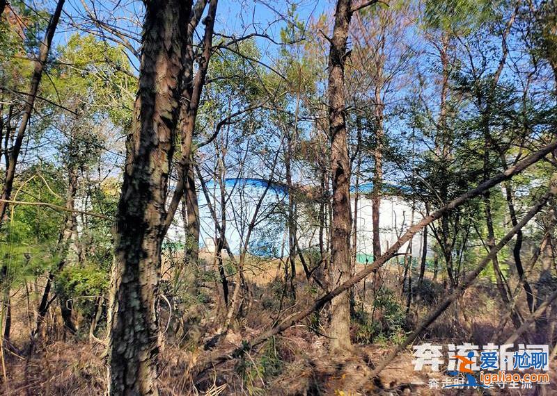 胡鑫宇遗体发现地距森林公安局150米 “搜寻时一直扩大范围 没想到人就在跟前”？