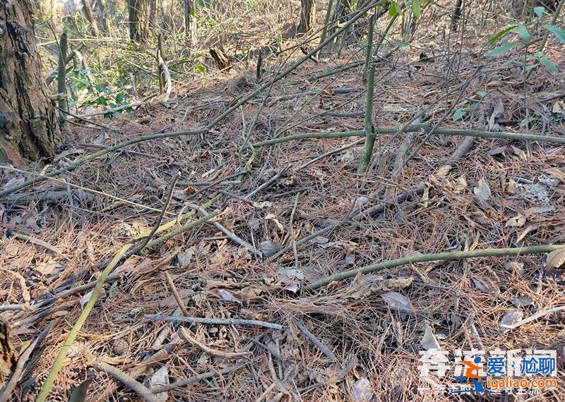 胡鑫宇遗体发现地距森林公安局150米 “搜寻时一直扩大范围 没想到人就在跟前”？