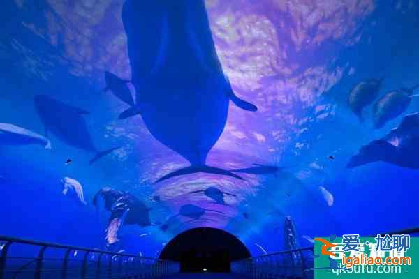 大连圣亚海洋世界开馆了吗2021？