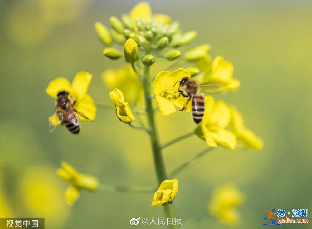 春天的脚步到哪儿了？这些地方的“气温”继续被拿捏？