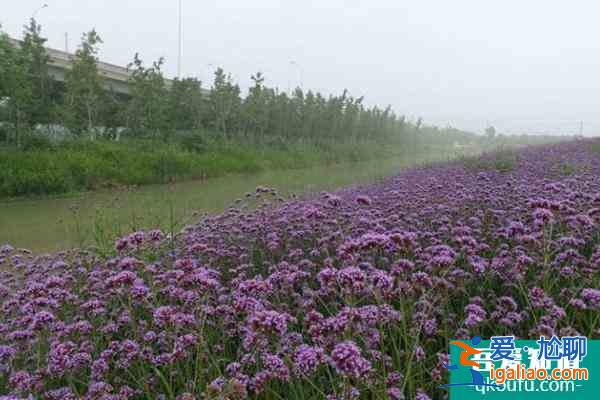 南京侯冲河岸花海11月22日临时闭园通知？