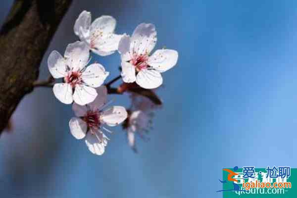 2022贵阳看樱花好去处 门票价格及交通？