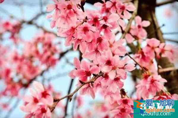 2022贵阳看樱花好去处 门票价格及交通？