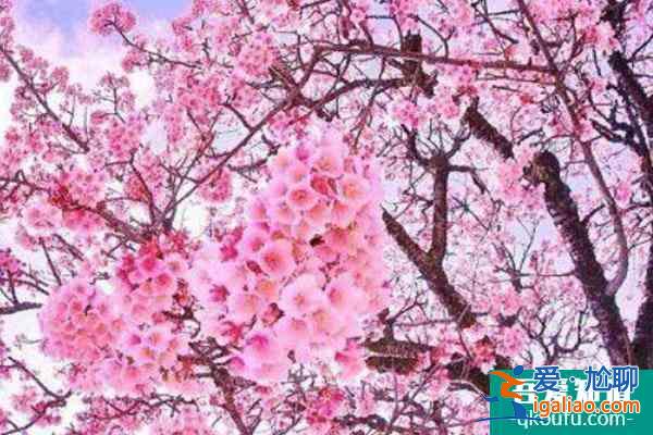 2022贵阳看樱花好去处 门票价格及交通？
