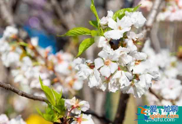 深圳樱花在哪里看2022 盛花期什么时候？