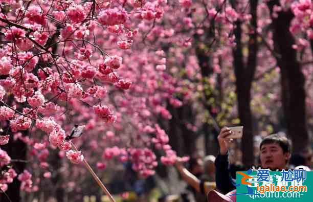2022昆明圆通山樱花什么时候开？