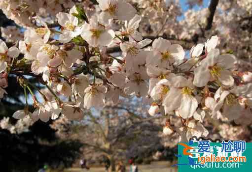 2022昆明圆通山樱花什么时候开？