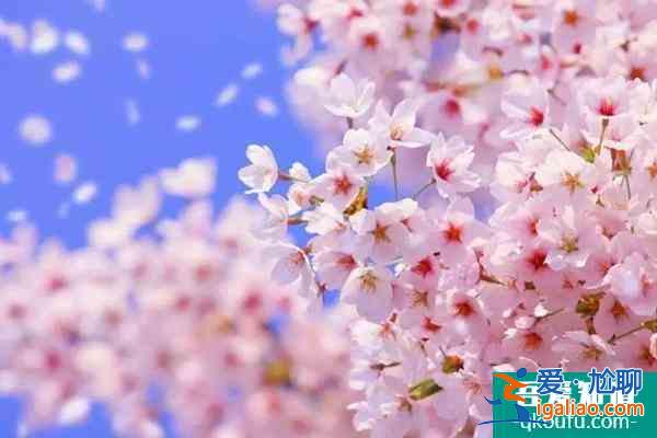 武大樱花什么时候开放2022 武大樱花最佳观赏时间？