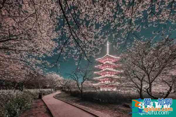 武大樱花什么时候开放2022 武大樱花最佳观赏时间？