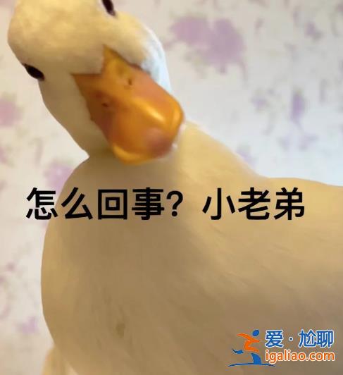 上海一价值万元的宠物鸭在花园散步被人掳走 差点被做成“老鸭煲”？