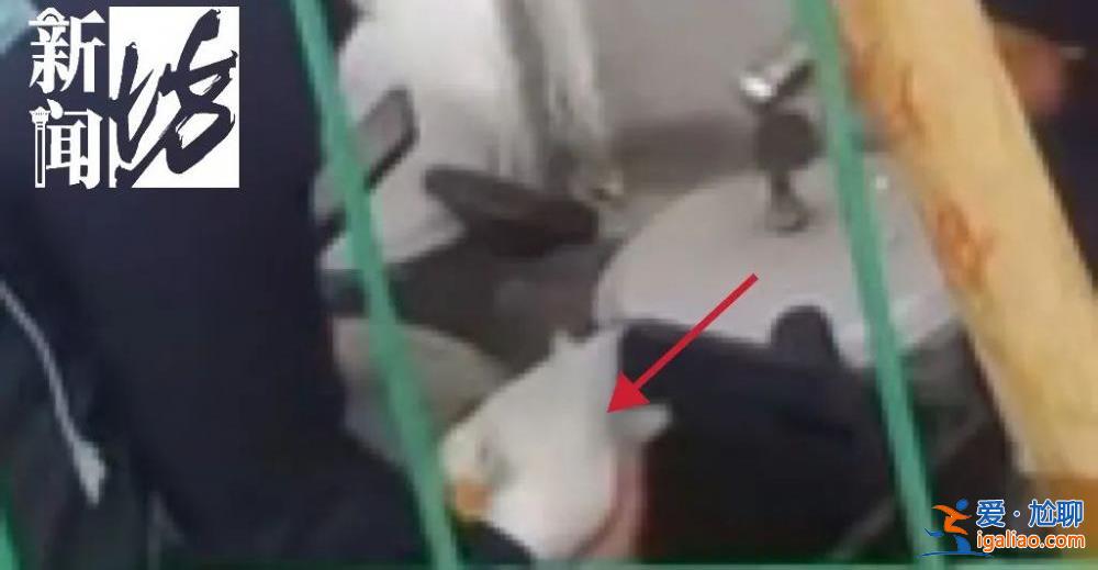 上海一价值万元的宠物鸭在花园散步被人掳走 差点被做成“老鸭煲”？