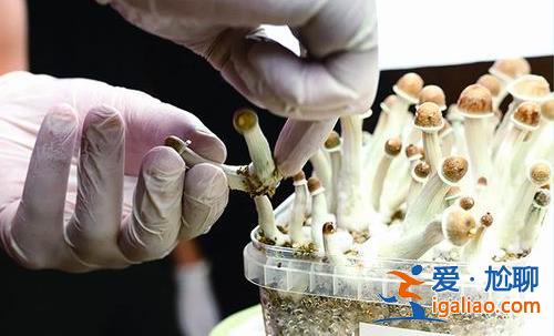 摇头丸首度成为处方药？