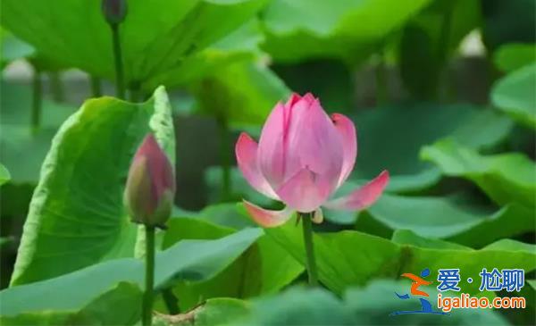 圆明园里幸存的古莲开花了[幸存]？