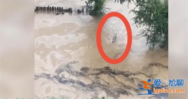 哈尔滨暴雨淹没房子，猪游泳自救[猪游泳自救]？