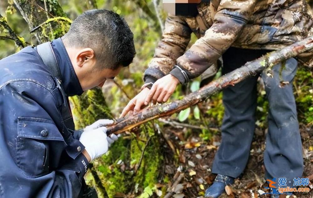 商人借枪给盗猎者枪杀两头黑熊并帮忙转运 涉案14人均获刑？