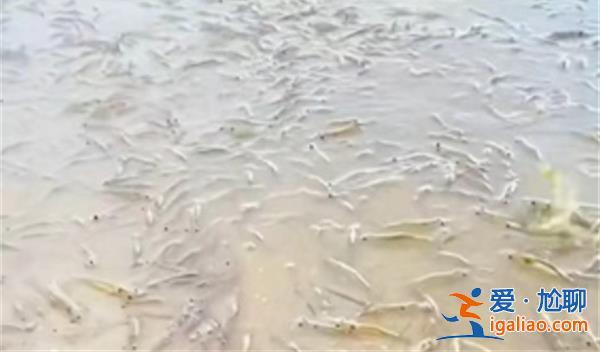 广东海滩涌现大量海虾是谣言[海虾]？