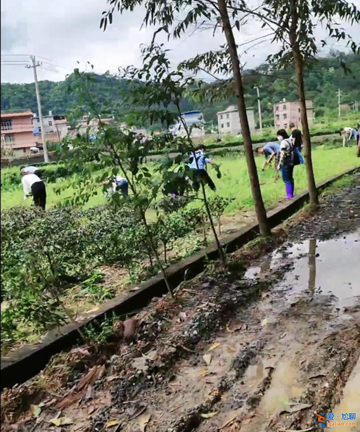 广西一村农户种植茶叶被阻拦？镇政府回应？