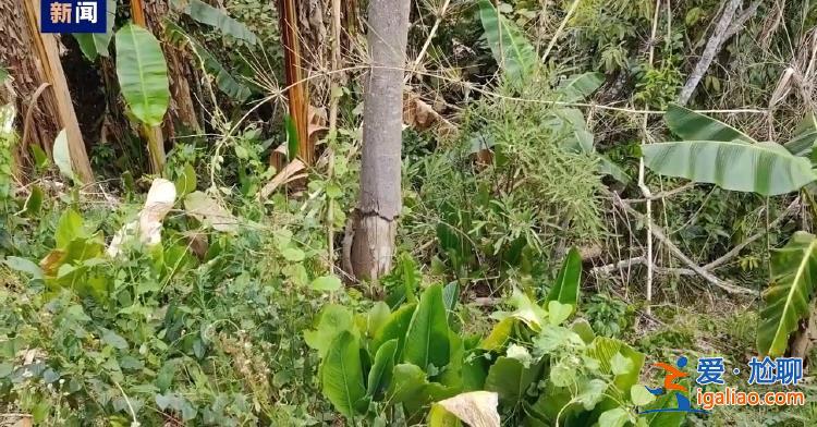 毁林种咖啡、江豚惨死 中央生态环保督察通报？